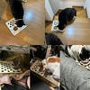 2025/4/1のあさごはん