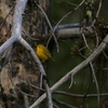 キイロアメリカムシクイ(Yellow Warbler)