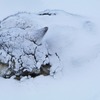 シベリアで18000歳の犬が見つかる