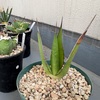 【187】2025年植え替え２