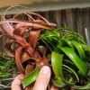 ブラキカウロスの交配種が開花した！