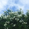 夏には白い花がよく似合う