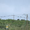 隣の隣の県の離島へ鳥を見に行った日記（２０２４　０５０２～０５０６）その１９。