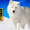 綺麗な冬の動物 4K HDR 🐺❄️ - 北極のオオカミとキツネ - やすらぎの音楽。