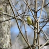 戸隠森林植物園の野鳥②　ノジコ・オオアカゲラ他　２０２３年５月４日