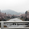 通勤途中の桜