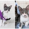 可愛い兄妹猫さん甲太くんと夏日ちゃん　8/17（日）譲渡会参加予定