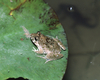 分布を拡大する「ヌマガエル」