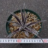 Dyckia 'Bill Paylen'