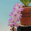 Aerides multiflora