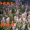 荒らしの楽山