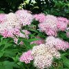 シモツケ属の花たち