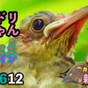 【ヒヨドリの赤ちゃん✨】カワセミ帰巣✨エナガ、カルガモ親子　0612今日撮り野鳥動画まとめ