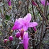 登山道脇のツツジがもう咲き始めています ・・・