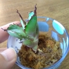 アガベ　ようやく発根