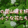 初夏の日和田山で花探し登山｜ヤマコアジサイにニセアカシア！