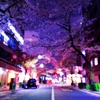 ソフトフォーカスで夜の桜並木