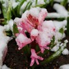 「佐久の季節便り」、「上雪（かみゆき）」が、春花壇の「ヒアシンス」・「片栗」に被り…。