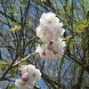 八重桜が満開