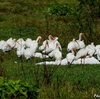 ベリーズ　道路沿いの White Ibis （ホワイト　イビス）の群れ 