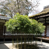 上賀茂神社の結婚式