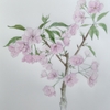 一才桜を写生しました