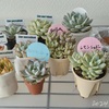 【気になる多肉植物】リエール多肉フェスティバルにＧＯ！