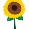たんぽぽの開花時期は 綿毛が飛ぶ時期は たんぽぽの種類も大解説 春夏秋冬 たんぽぽの開花時期は 綿毛が飛ぶ時期は たんぽぽの種類も大解説 春夏秋冬