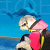 ❝伊豆・下田市　下田海中水族館(後編)❞　愛犬とおでかけ-静岡県観光🎵2024年2月9日③
