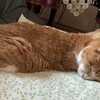 オシャレの心意気