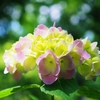 紫陽花と玉ボケ