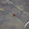 Crocothemis servilia mariannae　ショウジョウトンボ