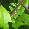 近況、アゲハの幼虫、頑張ってるシクラメン、