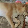 出しただけ～、だよ