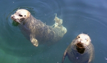 【マドレーヌ島】カナダのアザラシウォッチング！時期・場所・ツアーを徹底解説	