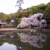 さくらと共に旅がはじまる。