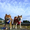 花めぐりの散歩道（2020秋編）