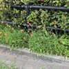 長実雛芥子