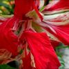 調べると面白い花の名前★夏の花あれこれ★ホームセンターは楽しい