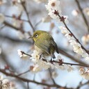 はとーんの御部屋