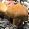 【砂利に生えるキノコ】自宅の庭に茶色いキノコが生えた