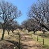 習志野市梅林園（梅はほぼ咲いてない状態）