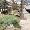 柏尾川桜並木 保全・再生計画 策定へ 次年度　ふるさと納税活用【タウンニュース】