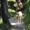 Deer on a trail