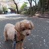 プー丸と花びらと？
