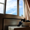今月のねこ。