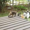 【2025.2.22ニャンニャンニャン猫の日スペシャル】らんまるクロ家の庭は猫の楽園(ΦωΦ)