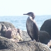 髙萩海岸の鳥