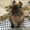 ぽったんからぽぽたんに