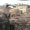now blooming　さくら